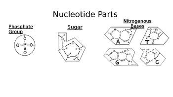 DNA Paper Model Worksheet 的图像结果