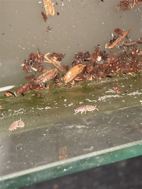 Dug out a bunch of soil and dump them into a small tank of water. Out came these white little ...