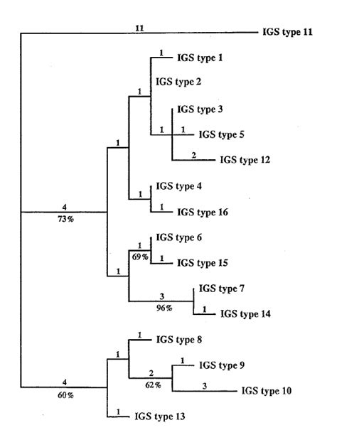 Image result for Paup 4 Example of Data File