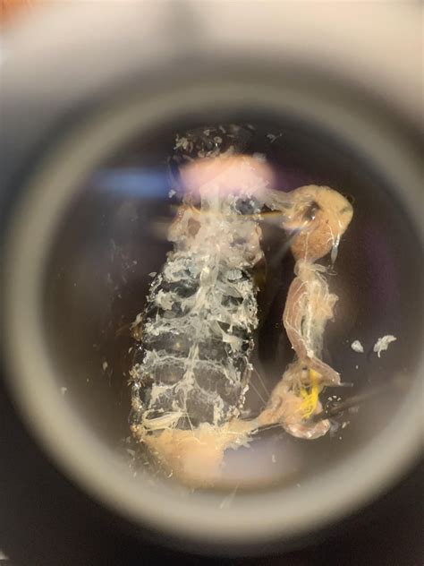 Cockroach Gut Dissection 的图像结果