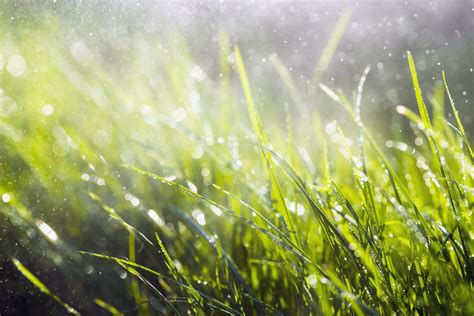 Will My Grass Be Wet In The Morning at Kenneth Neilson blog