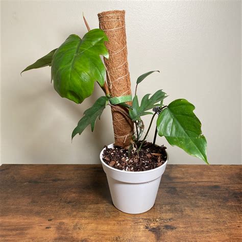 When and Where Should I Trim My Philodendron mayoi?