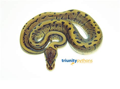 Image result for Leopard Freeway Ball Python