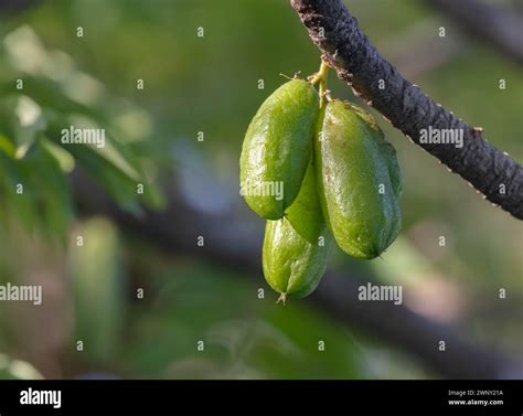 Cucumber fruits growing on a tree in Costa Rica Stock Photo - Alamy