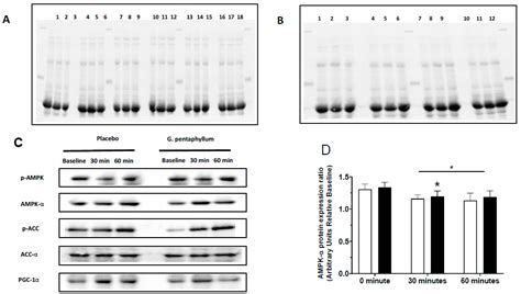Gynostemma Pentaphyllum Increases Exercise Performance and Alters ...