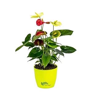 Green Steps® Anthurium Combo Red And Yellow Pack Of 1 with Fiber ...