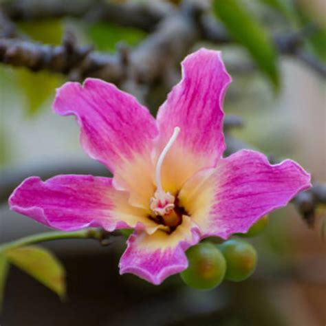 Pink Silk Floss Tree (Ceiba speciosa) – Rare Flowering Live Plant for ...