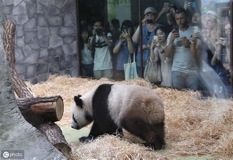 莫斯科动物园：观赏大熊猫“如意”和“丁丁”的游客络绎不绝