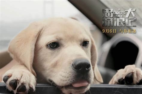 电影《忠犬流浪记》发布定档预告 9月6日温情上映只为感动你 _国华娱乐网