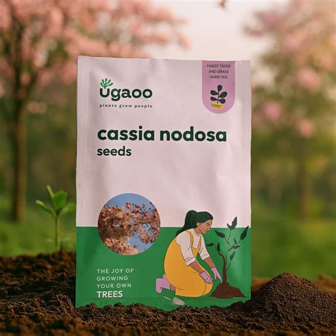 Cassia Nodosa Seeds - 100 g – Ugaoo