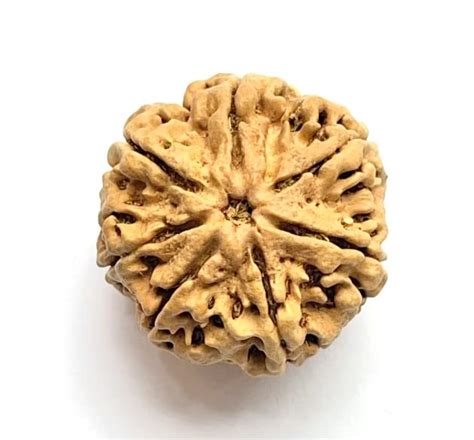 FOREVER Gems Real Saat Mukhi Rudraksha Original Certified AAA+++ 7 Face ...