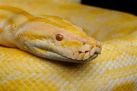 Image result for Yellow Albino Python Drawing