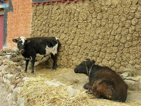 Teenage girl in Maharashtra forced to eat cow dung to ward off evil ...