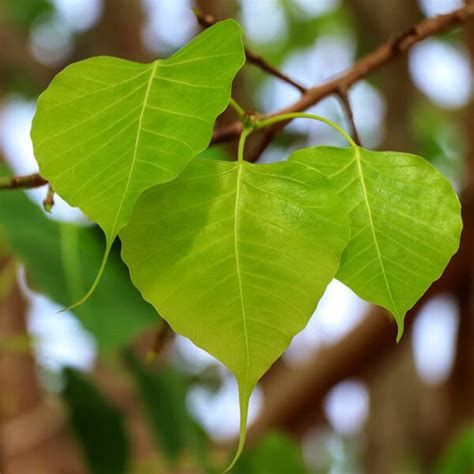 Peepal Plant ,Bodhi Tree, Pippala Tree, Live Plant : Amazon.in: Garden ...