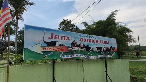 Jelita Ostrich Farm (Seremban) - 2020 What to Know Before You Go (with ...