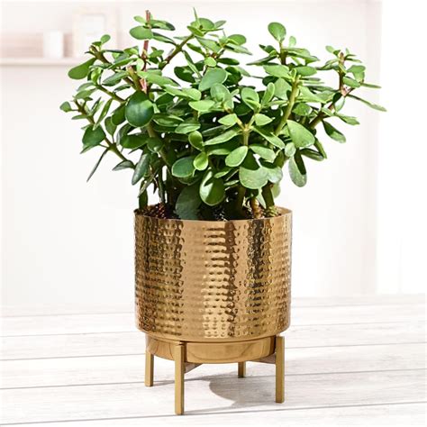 BEHOMA Hammered Metal Indoor Planter for Table Top and Floor | Living ...