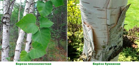 Береза: посадка и уход, выращивание из семян, виды