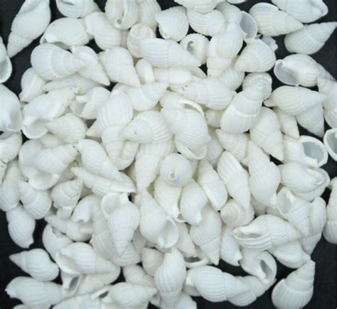 Image result for Mini Conch Shell