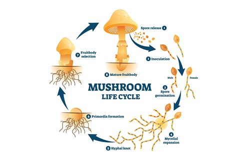 The Many Parts of a Mushroom: A Comprehensive Guide – Nublume
