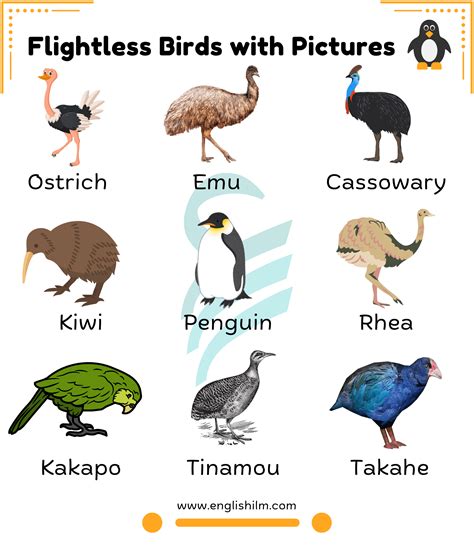 Bird Names with Pictures | List of Birds and Types of Birds