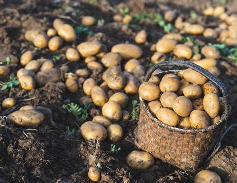 Rang De Social Investors Revolutionising Potato Farming in Assam
