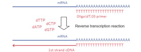 Image result for How Does Reverse Transcriptase Work