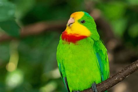 Image result for Parrot Search Algorithm