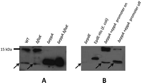 Pilin Processing Follows a Different Temporal Route than That of ...
