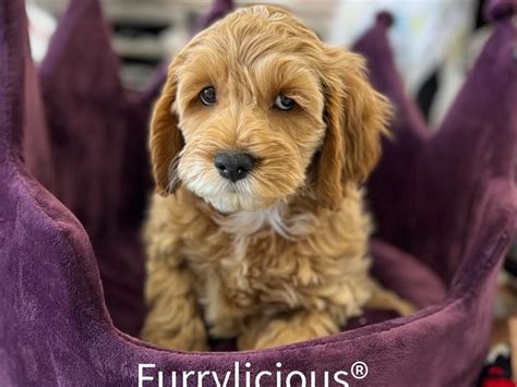 Image result for Buff Cockapoo