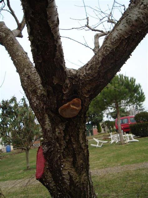 Kav Mantarı (Polyporus fomentarius) Tedavisi. - agaclar.net