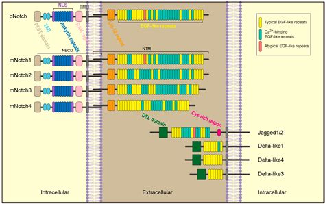 Mechanism of Notch Signaling Pathway in Malignant Progression of ...
