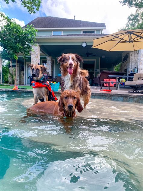 Image result for Dock Diving Dogs