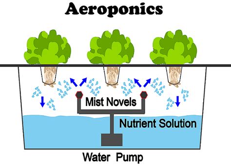 Know about all the plants that can be grown successfully in Aeroponics ...