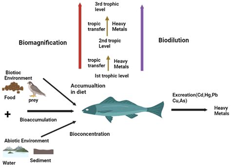 A Comprehensive Review on Metallic Trace Elements Toxicity in Fishes ...