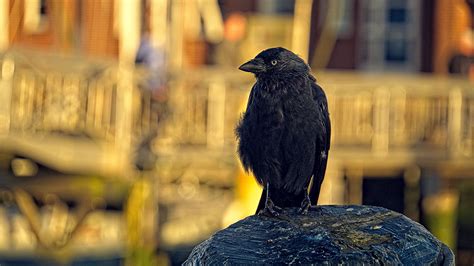 Download wallpaper 3840x2160 jackdaw, bird, black, blur 4k uhd 16:9 hd ...