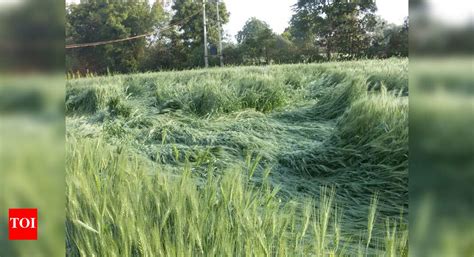 80% rabi crop sowing completed in Chhattisgarh | Raipur News - Times of ...