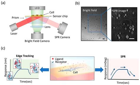Simultaneous Quantification of Protein Binding Kinetics in Whole Cells ...