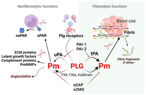 The Role of the Plasminogen/Plasmin System in Inflammation of the Oral Cavity