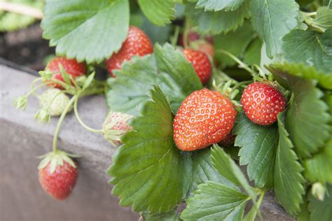Best Strawberry Variety For Home Garden at Timothy Gordon blog
