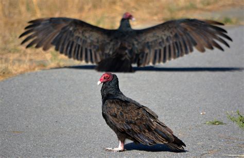 The amazing role turkey vultures play in our ecosystem