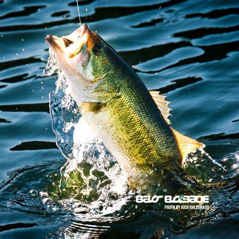 Largemouth Bass Wallpapers - Wallpaper Cave