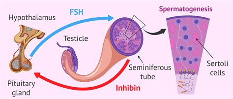 Serum Fsh Level Men | 7petals.in