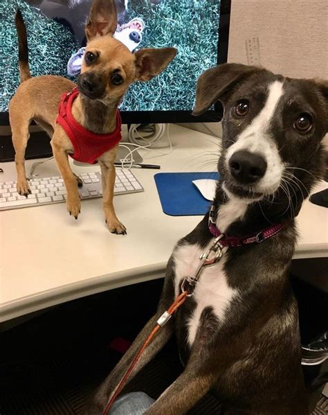 PetSmart Office Photos | Glassdoor