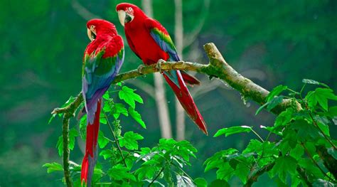 exotic bird for sale in Kolkata, pet for sale in kolkata | www ...