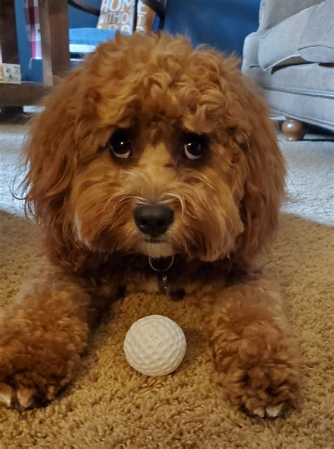 Image result for Cavapoo Play
