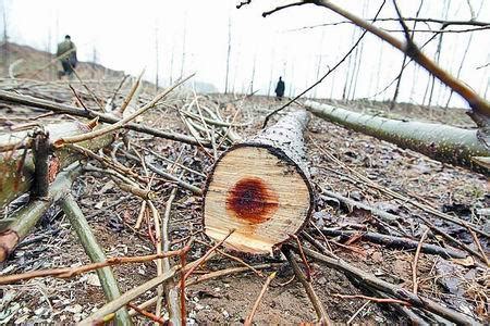 针叶树俄罗斯在森林里砍伐树木在路边森林里砍伐树木环境高清图片下载-正版图片307735132-摄图网