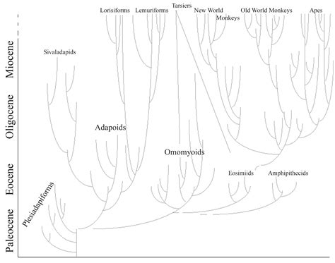 Image result for Primate Human Evolution Chart