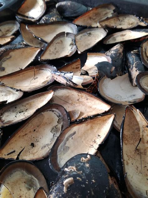 Image result for Mussel Shells Use