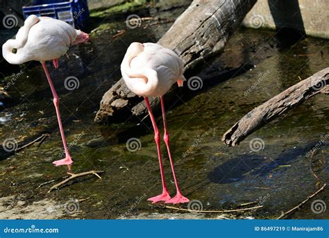 Two White flamingo bird stock image. Image of house, attractive - 86497219