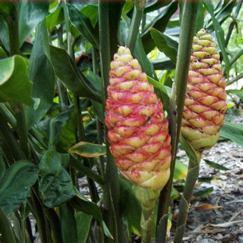 Buy Shampoo Ginger, Zingiber zerumbet - Plant online from Nurserylive ...